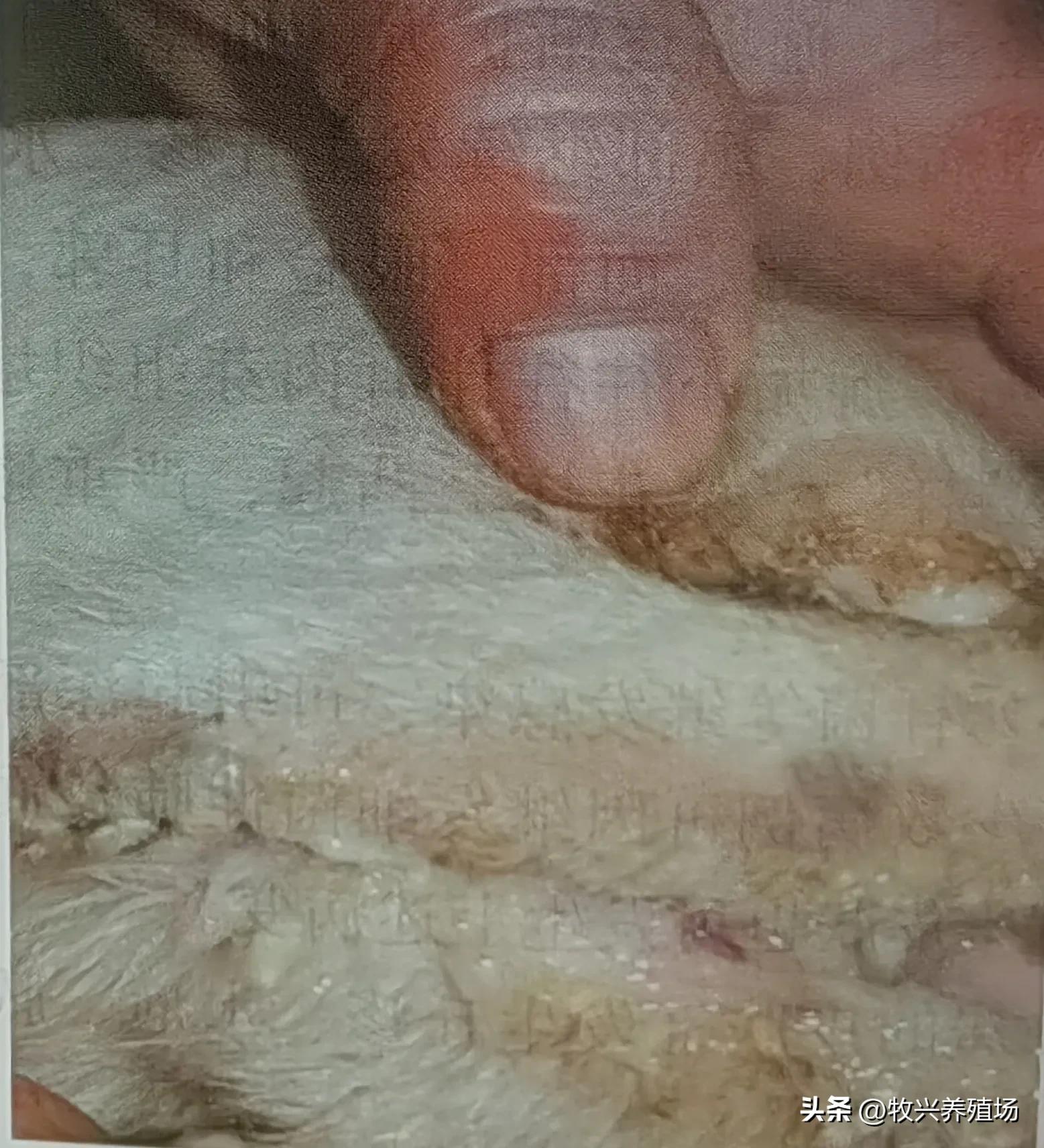 羊传染性脓疱病,羊传染性脓疱病流行特点是什么