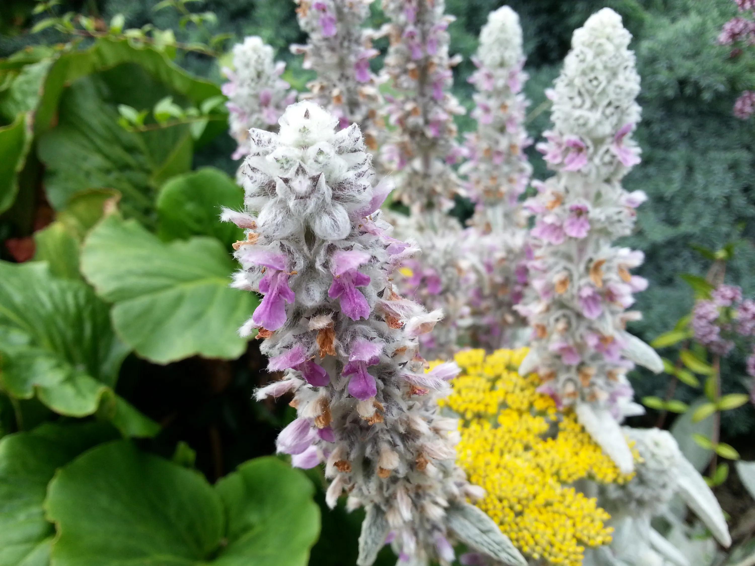 英国之旅第八九十天-爱丁堡