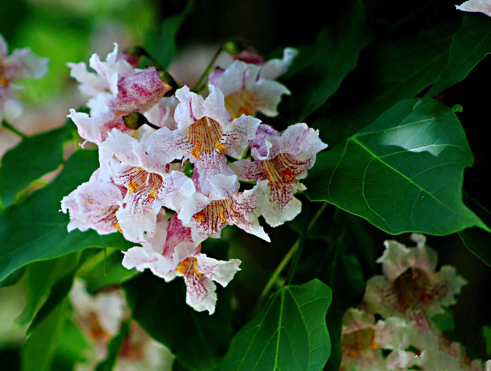 楸树林图片,楸树是古老的活化石树种