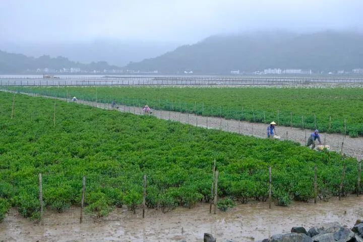 浙江碳交易案例,浙江首单跨境电商出口