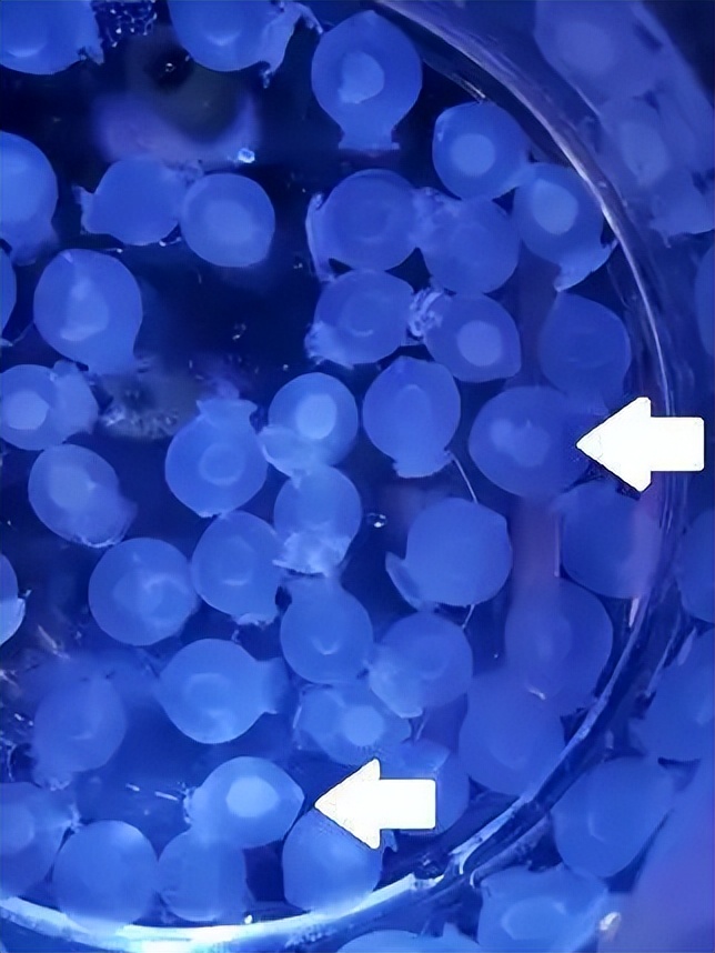 吃很多，拉很多……这些“外星生物”养起来有多费劲？