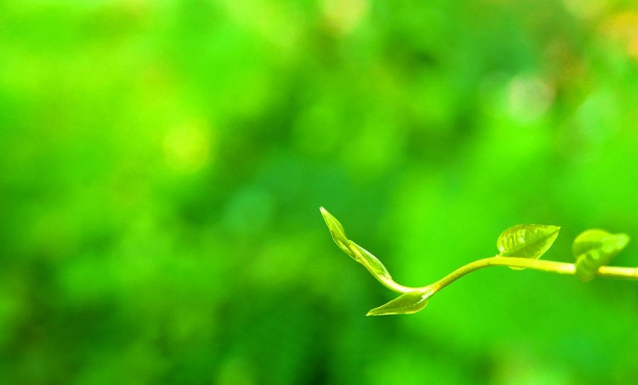 赞美春草的诗句古诗大全,描写春草的诗句十首