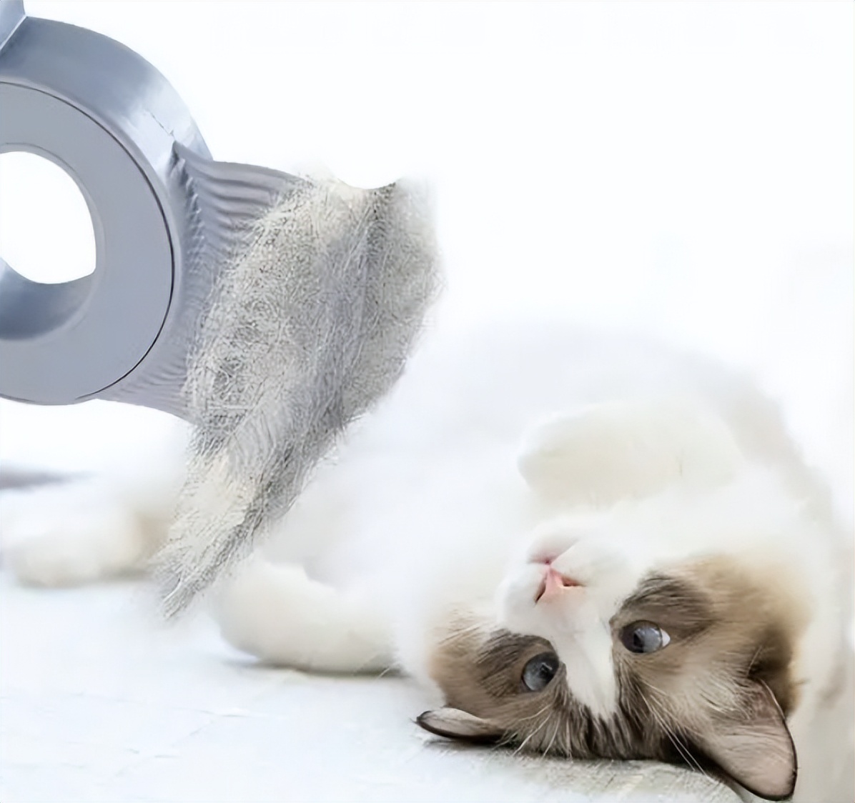 新手养猫不迷路，第一次养猫准备这些就够了