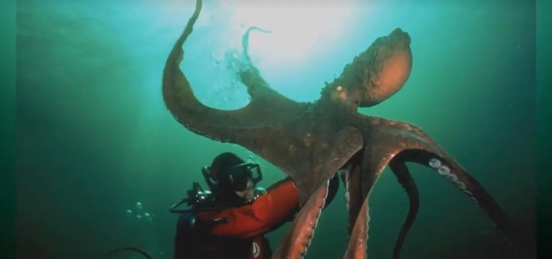 海洋里有哪些奇特的海洋生物,海洋里面都有什么奇怪的生物