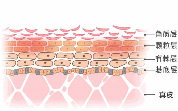 开空调皮肤不容易出油了,为什么吹空调皮肤出油减少