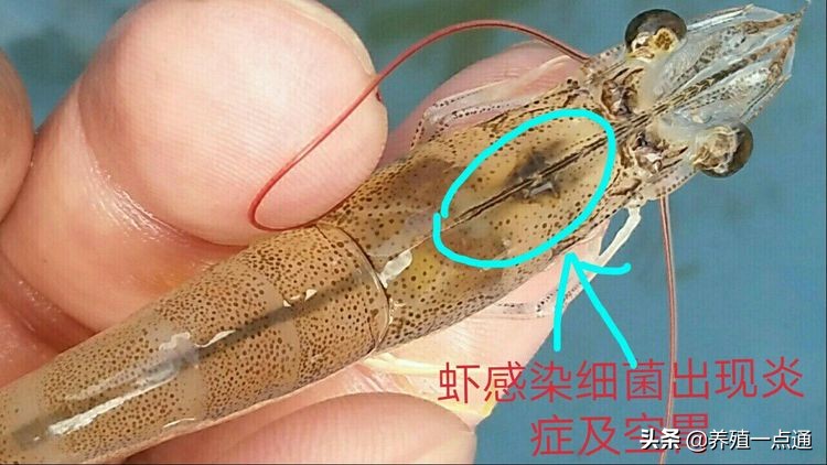 对虾应激肠炎症状及治疗,对虾肠炎防治研究