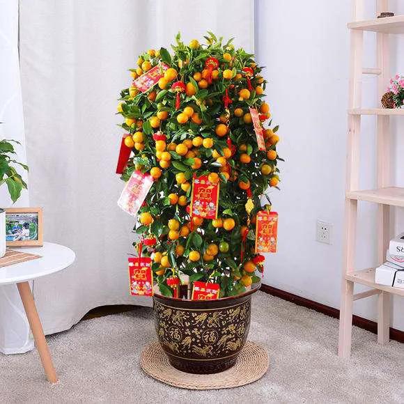 新年，贫富都要有“六种吉祥果”“六种吉祥花”，虎年虎虎生威