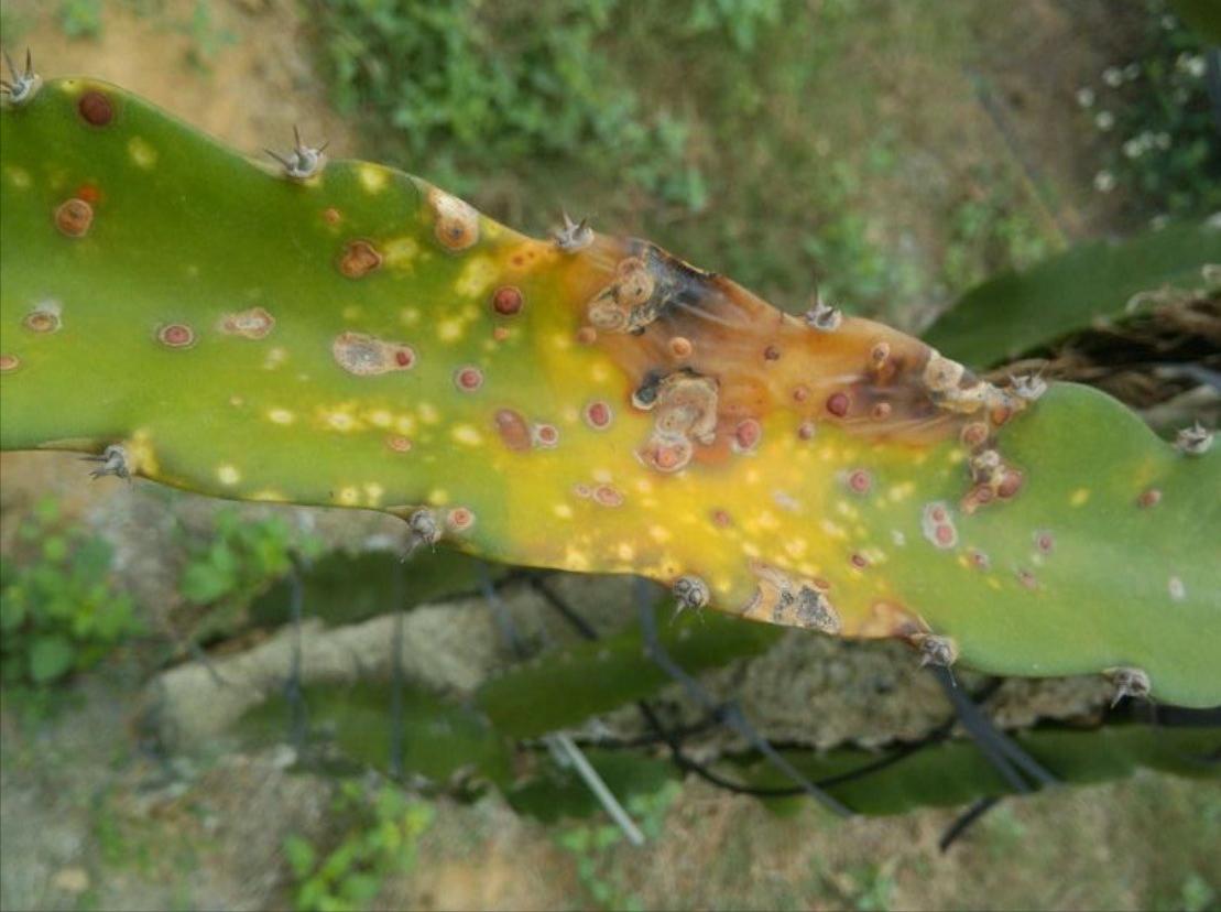 火龙果的种植条件和管理技术,火龙果的种植方法及注意事项