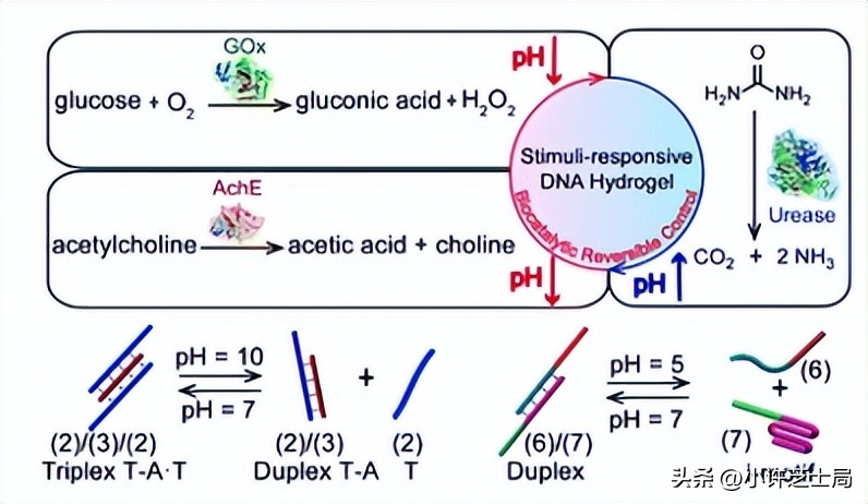 戊唑醇与磷酸二氢钾混用控旺吗,戊唑醇与磷酸二氢钾一起用吗