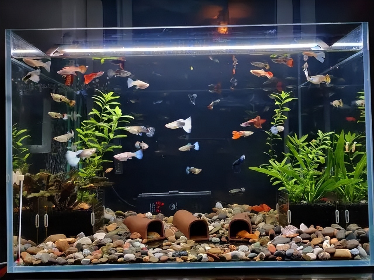 养鱼有哪些必须学会的技能和方法,养鱼的正确方法和感受