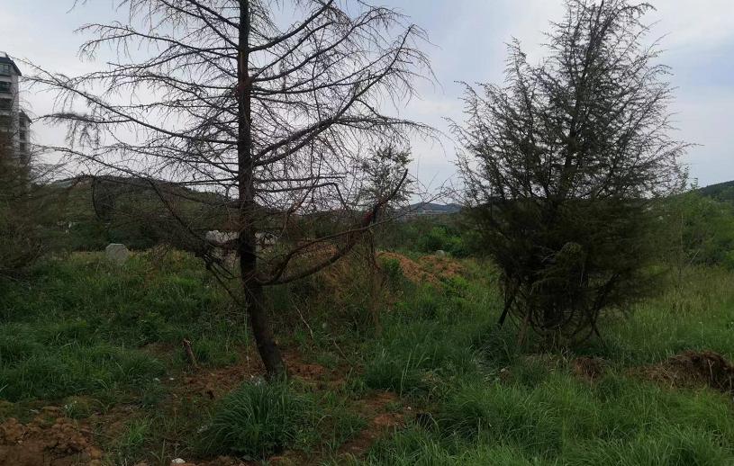 济南鑫都森林山房价,济南森林公园买房优缺点