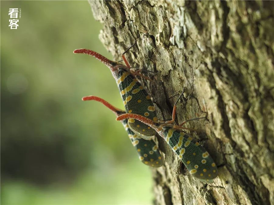 小镇的暑假,小镇少年的假期