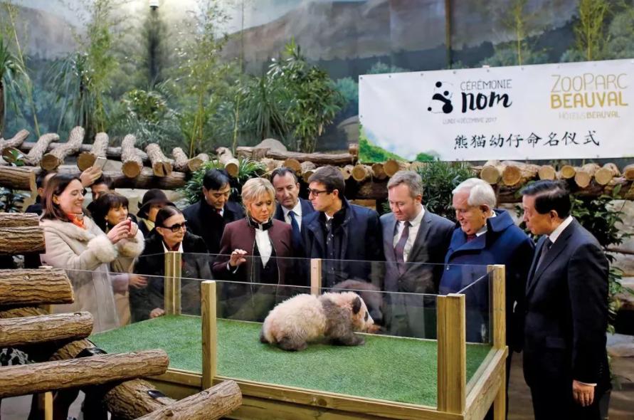 租大熊猫挣钱吗,租熊猫的钱可以造航母吗