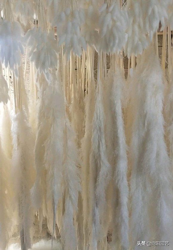 芦苇能卖多少钱,芦苇可以卖多少钱