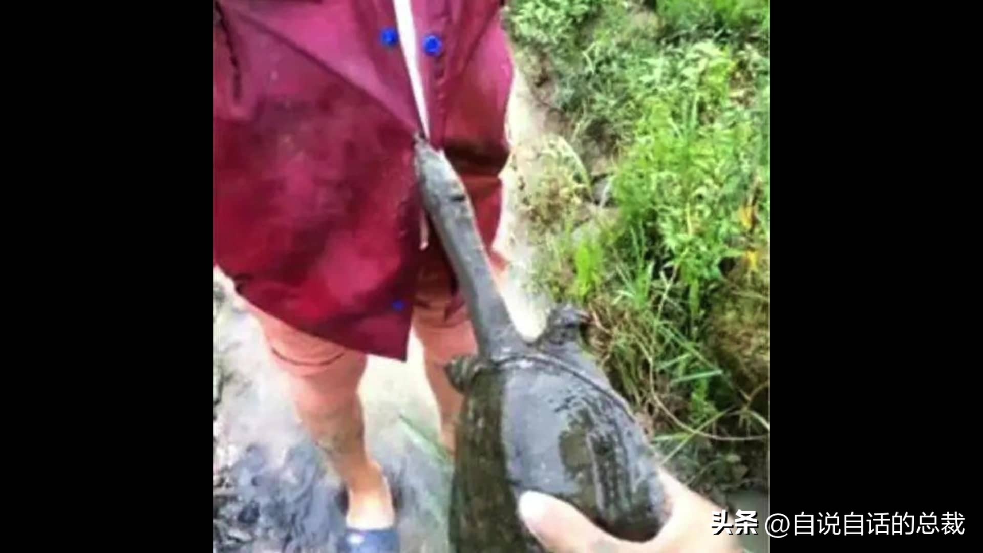 龟蛇大战巨龟视频,罕见别致的龟蛇大战