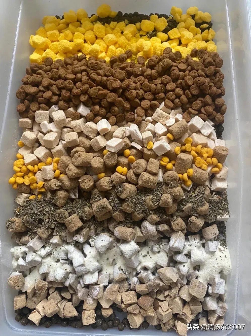 中华田园猫的品种介绍和图片大全,中华田园猫的眼睛是什么颜色的