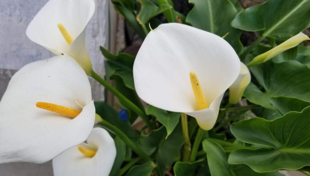 马蹄莲怎么养护才能长得好,马蹄莲怎么养开得快