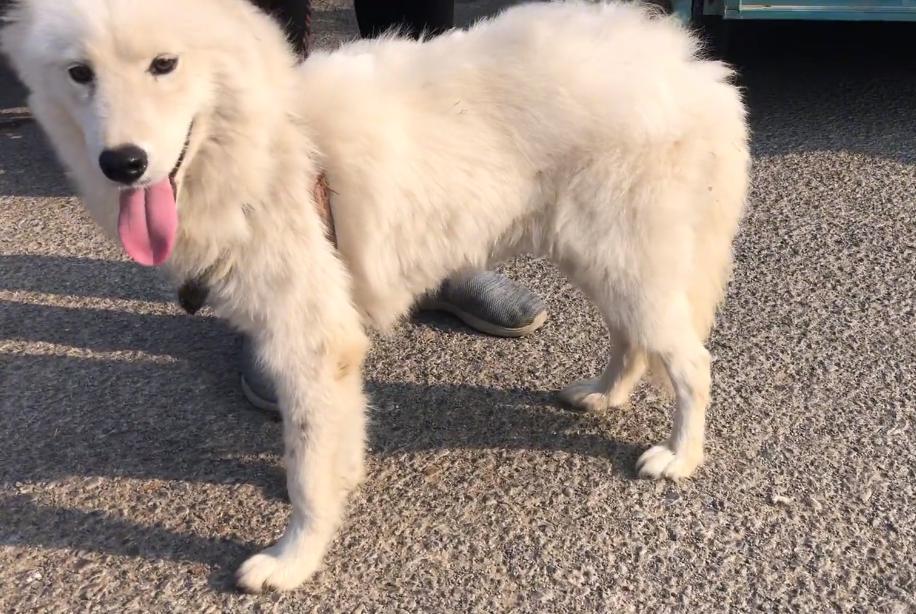 800块萨摩耶幼犬,800元萨摩耶