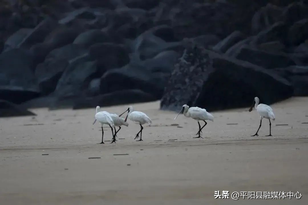 南麂岛哪个位置最好,坐拥八大出海口