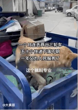 土狗月薪3000,小土狗打工