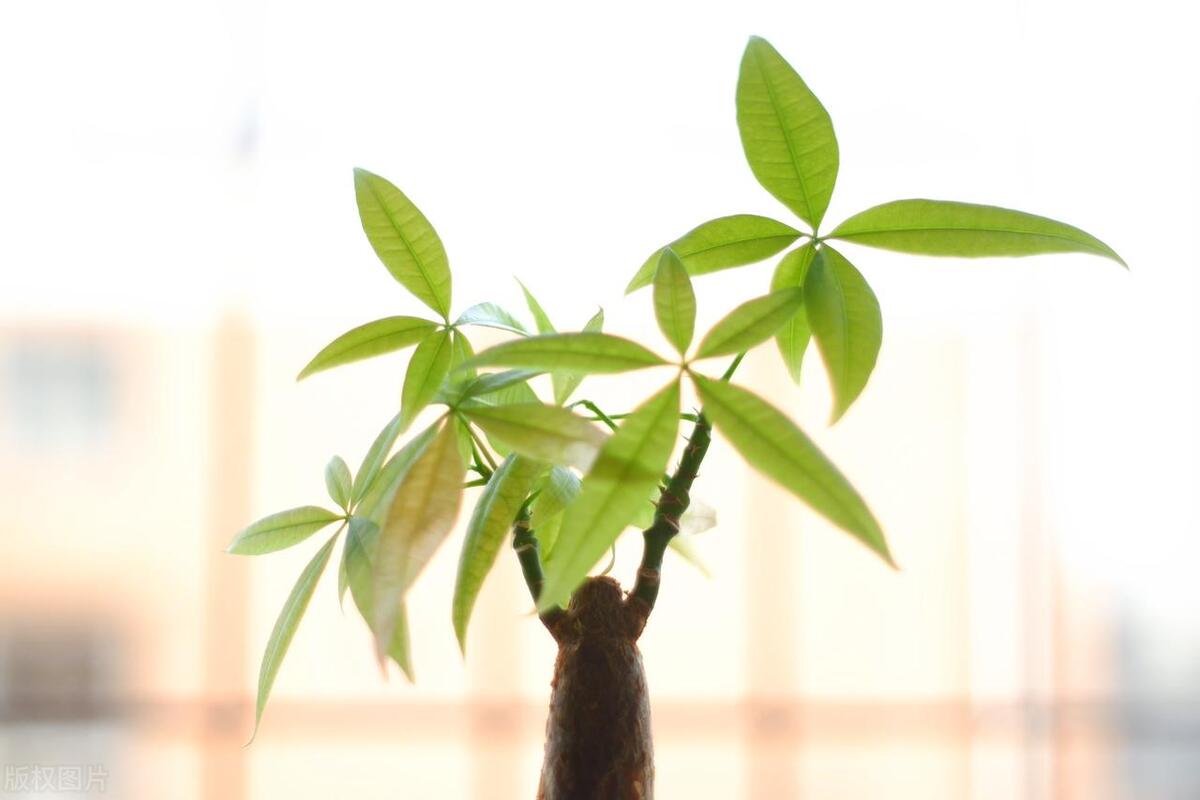 为啥发财树叶子上有黄斑,发财树叶子有黄斑多菌灵