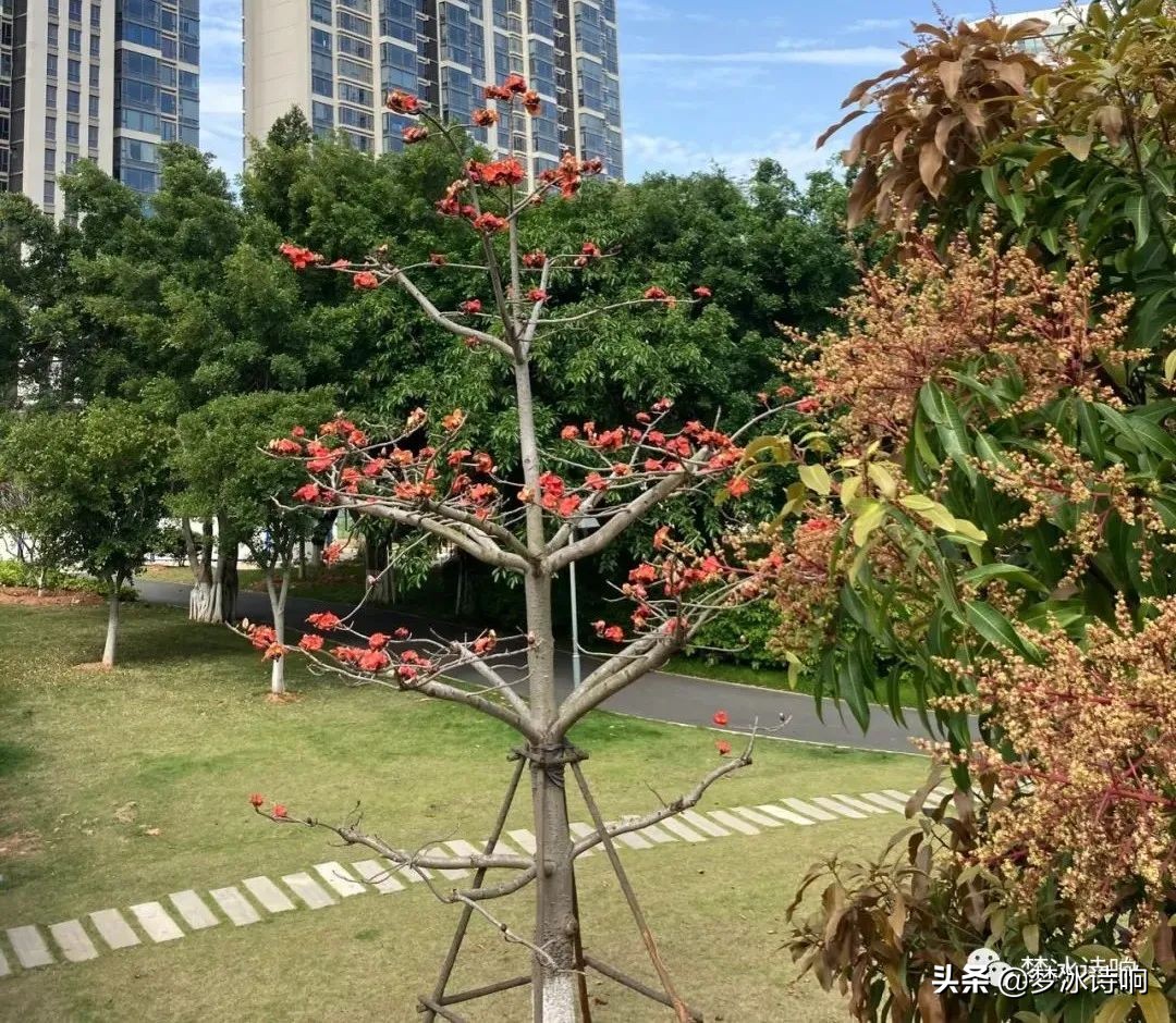 还是金山小区好哇！美丽舒适，闹中取静