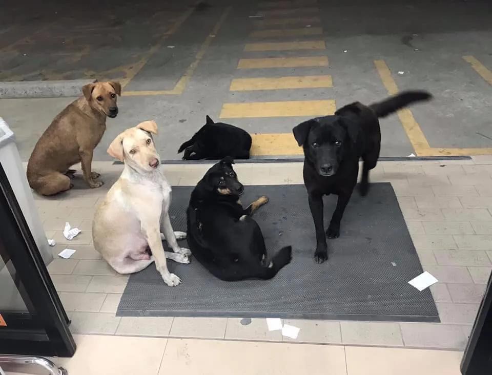 泰国十种奇葩现象,泰国有多奇葩