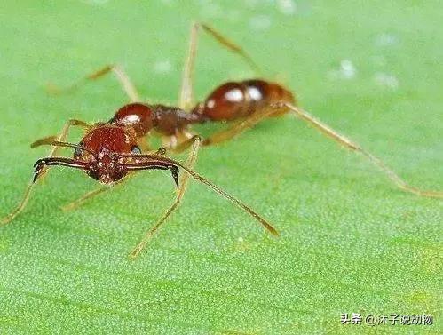 大齿猛蚁攀爬能力,山大齿猛蚁攻击速度