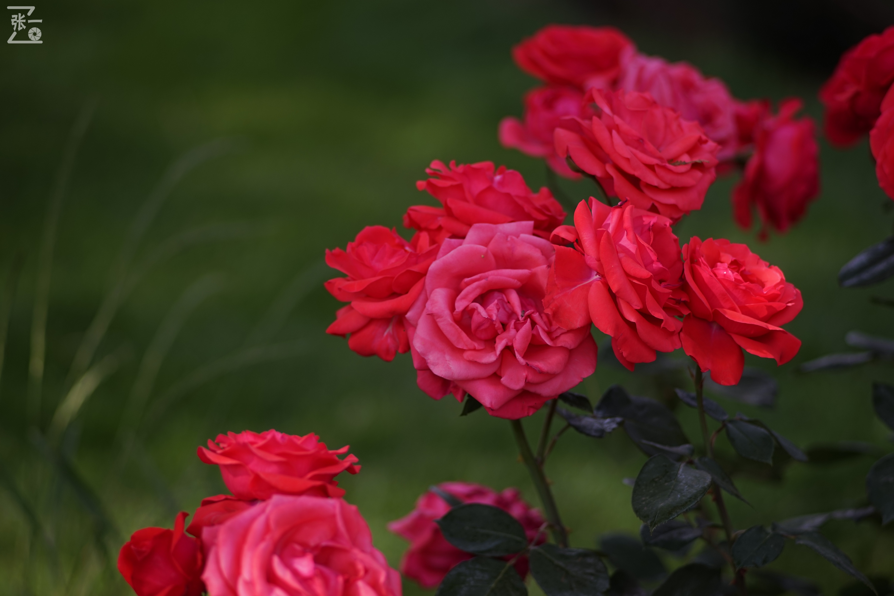 蔡司sonnar50毫米,蔡司sonnar镜头生产年份