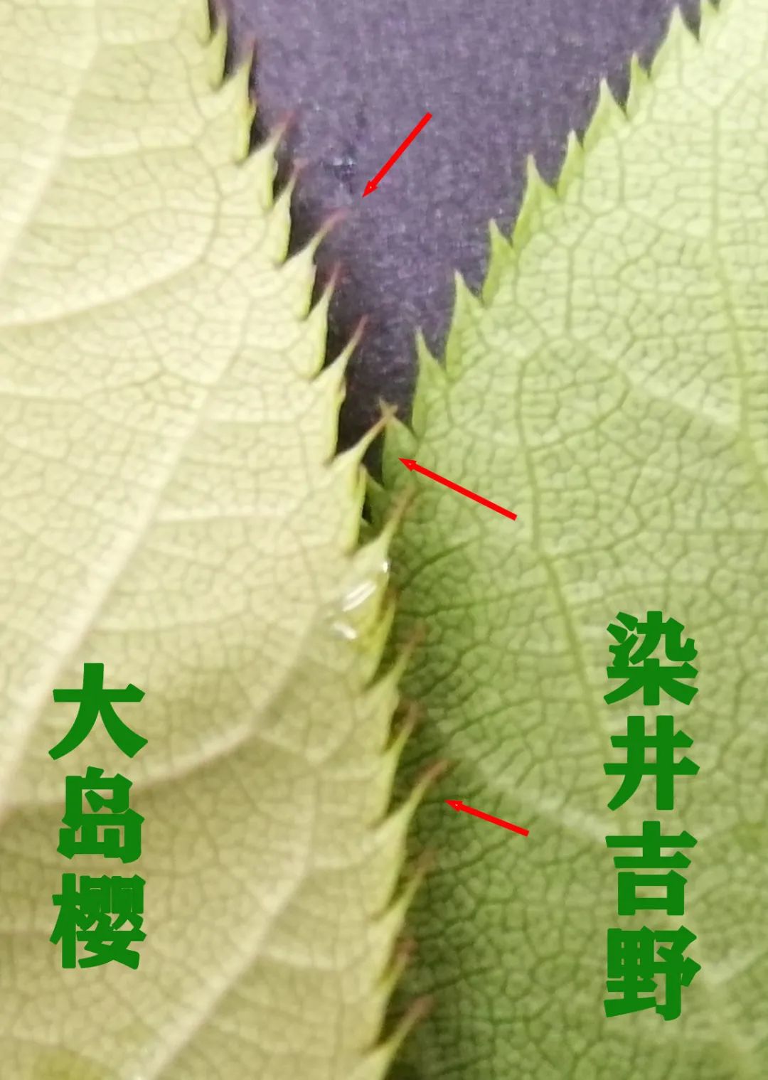 染井吉野樱花是什么樱花,大岛樱花和染井吉野樱的区别