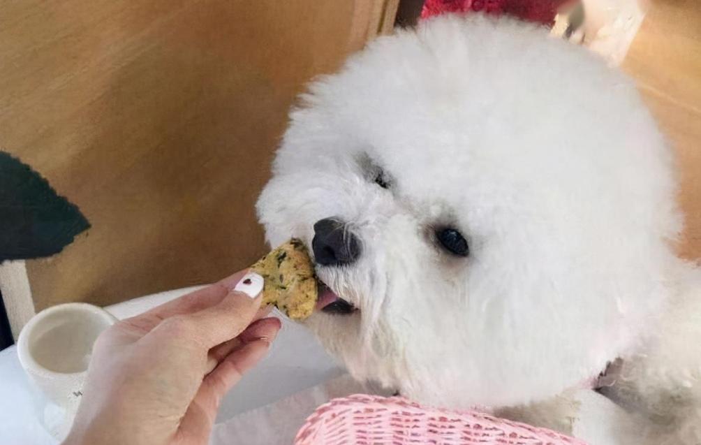 比熊是一点毛不掉吗,比熊掉毛是有皮肤病吗