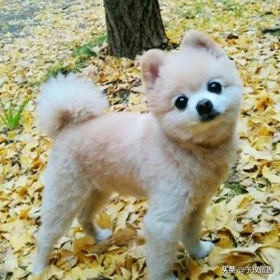 宠物狗应该怎么养详细介绍科普,宠物狗喂养及训练方法有哪些