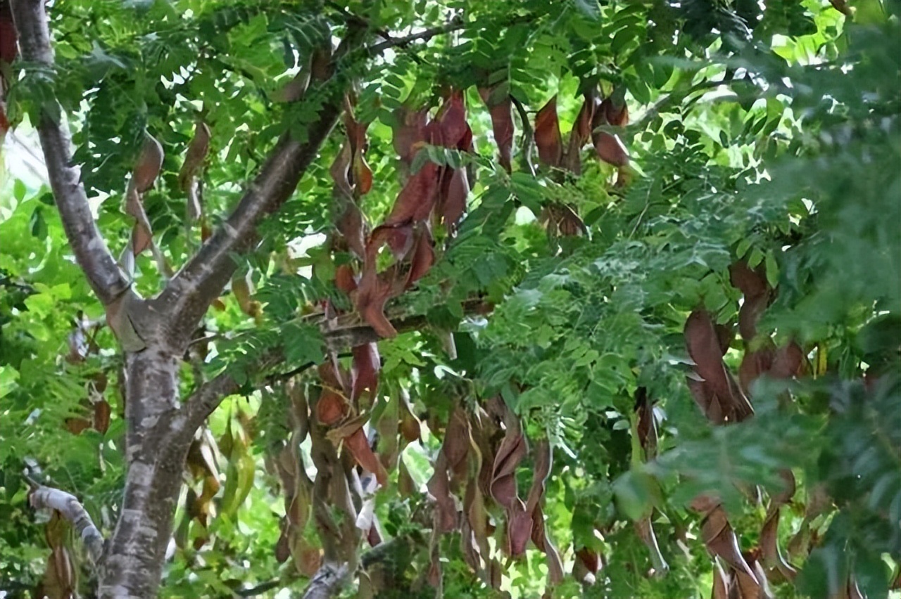 桃胶皂角米能养颜美容吗,吃桃胶雪燕皂角米可以淡斑美容吗