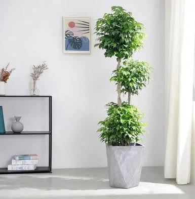 适合养办公桌上的5种盆栽小绿植,什么大盆绿植适合室内养不怕冷