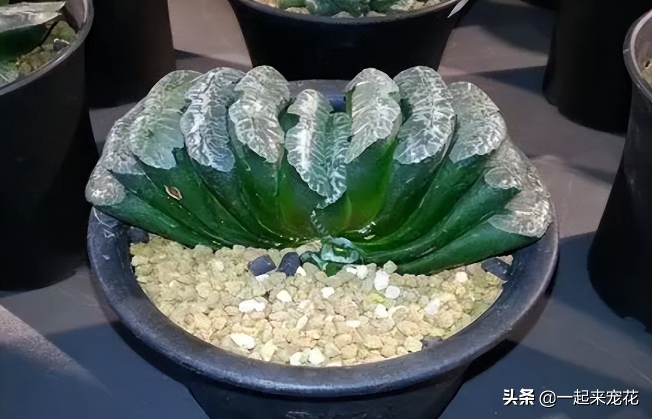 公认好养的4种多肉植物,多肉的潜力股有哪些