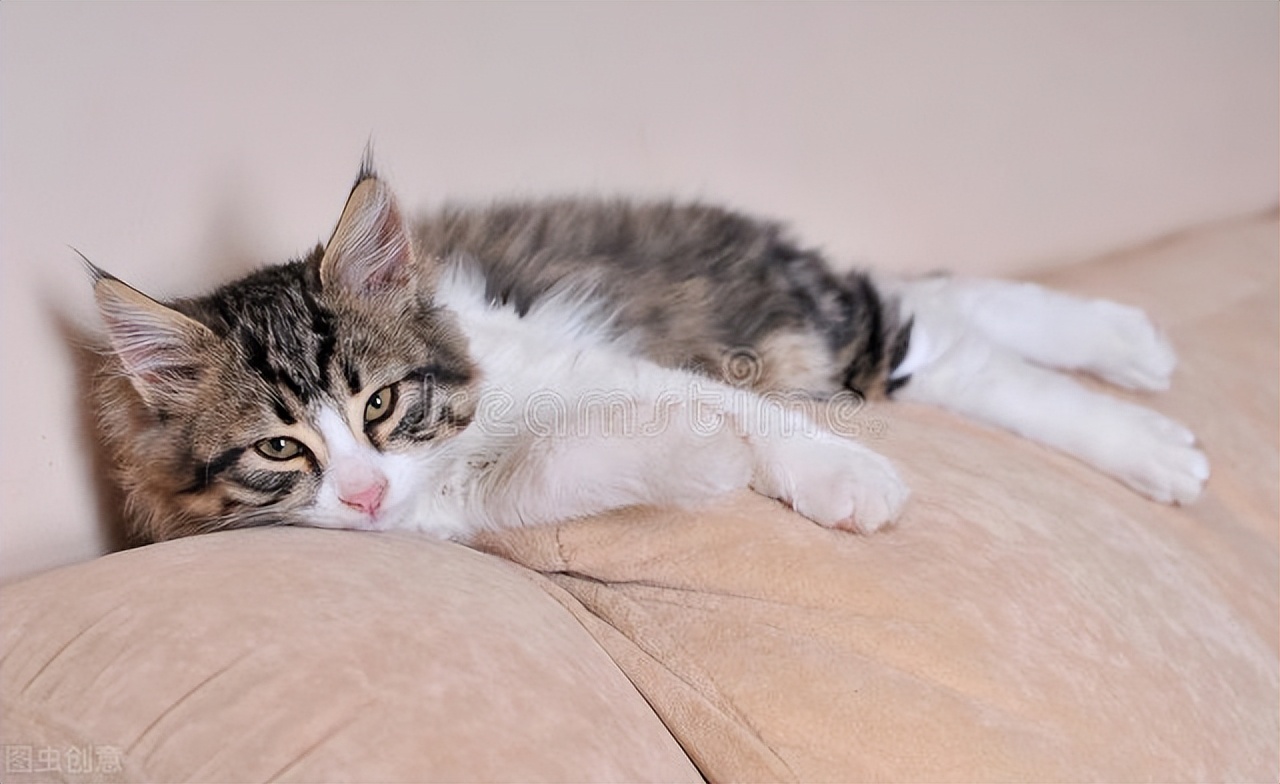 猫咪呕吐的原因及处理方法,猫咪呕吐的原因及处理办法