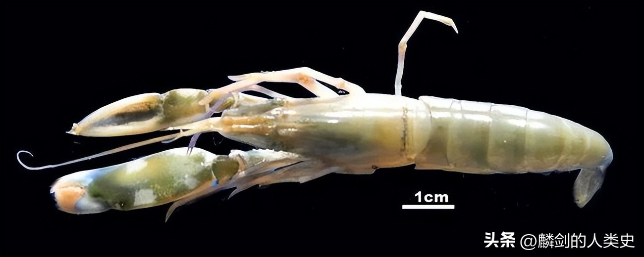 真虾总目和对虾,真虾种类