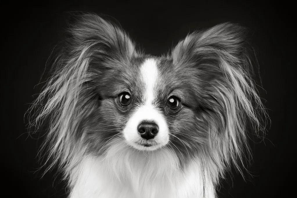 100多种名犬图片大全大图高清,100多种名犬图片大全大图