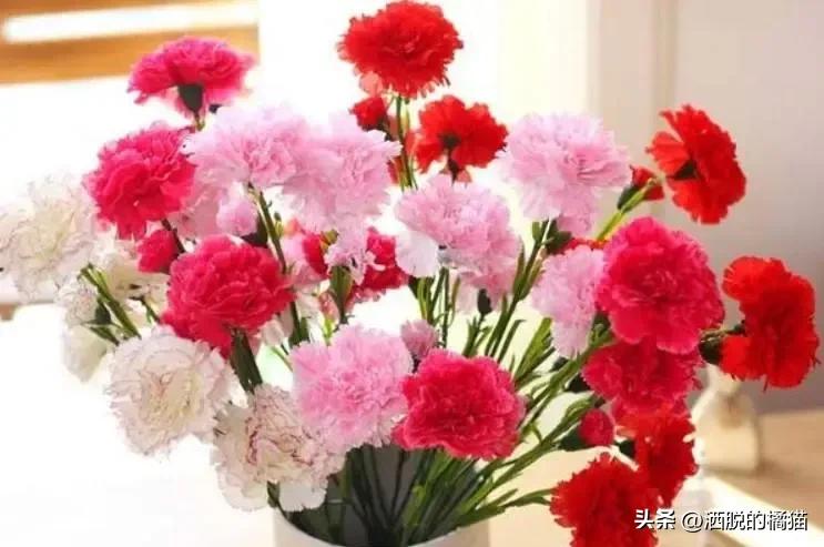 每种花代表的意义是什么,每种花的寓意是什么