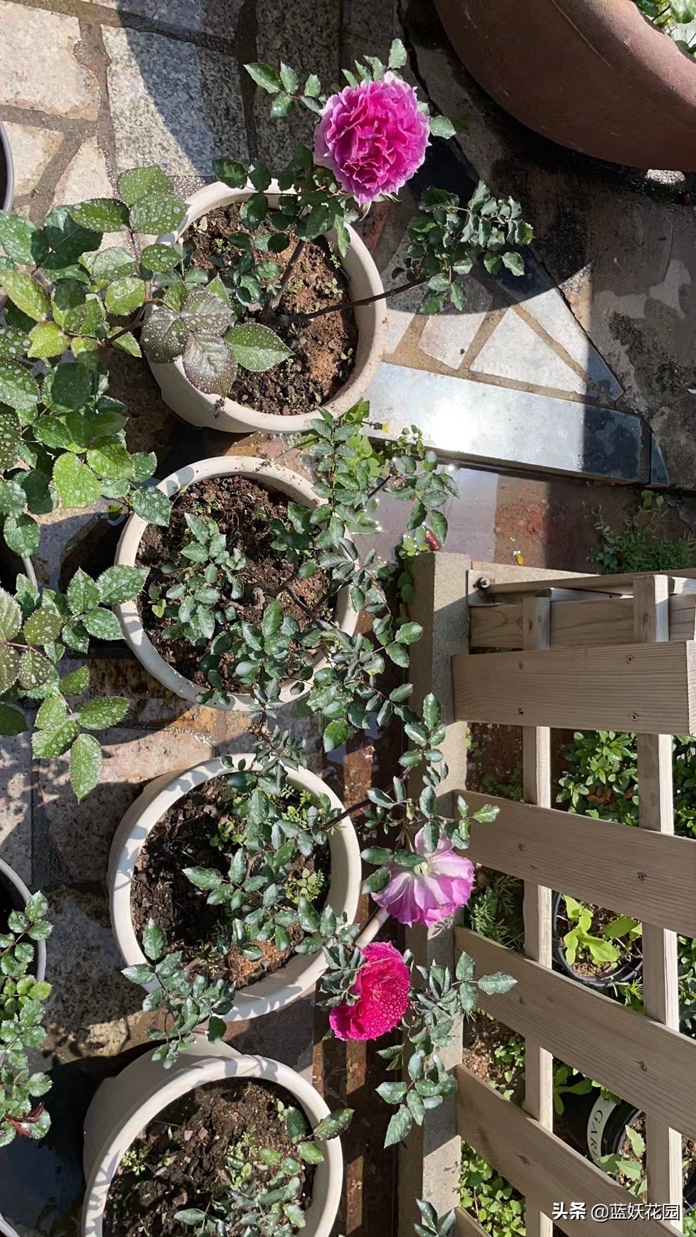 月季花盲芽,月季花怎么有盲枝和盲芽呢