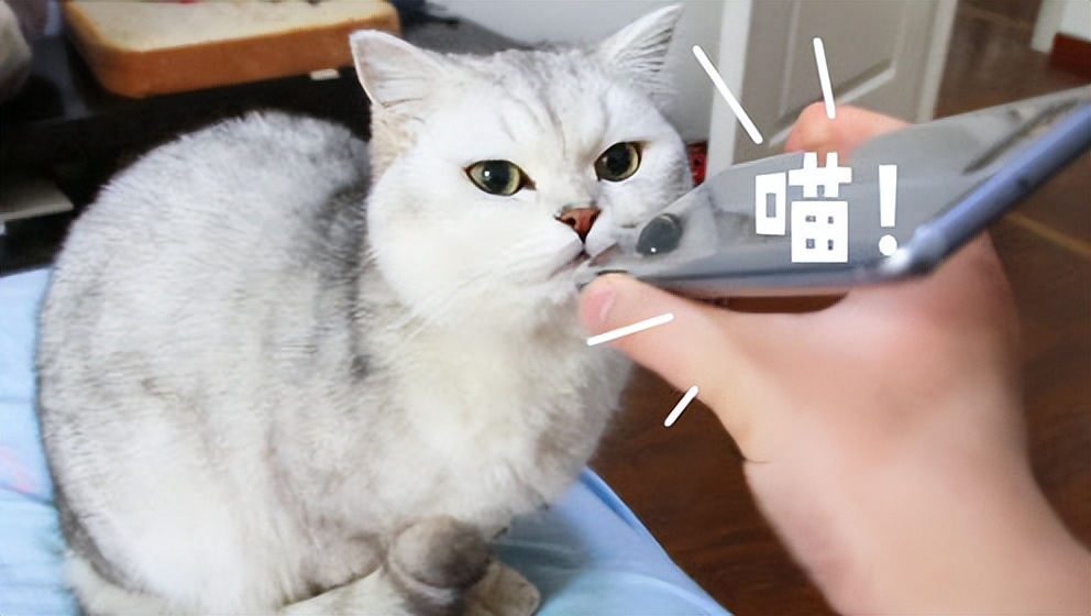 新手要知道的养猫小知识,养猫必知的十条冷知识大全