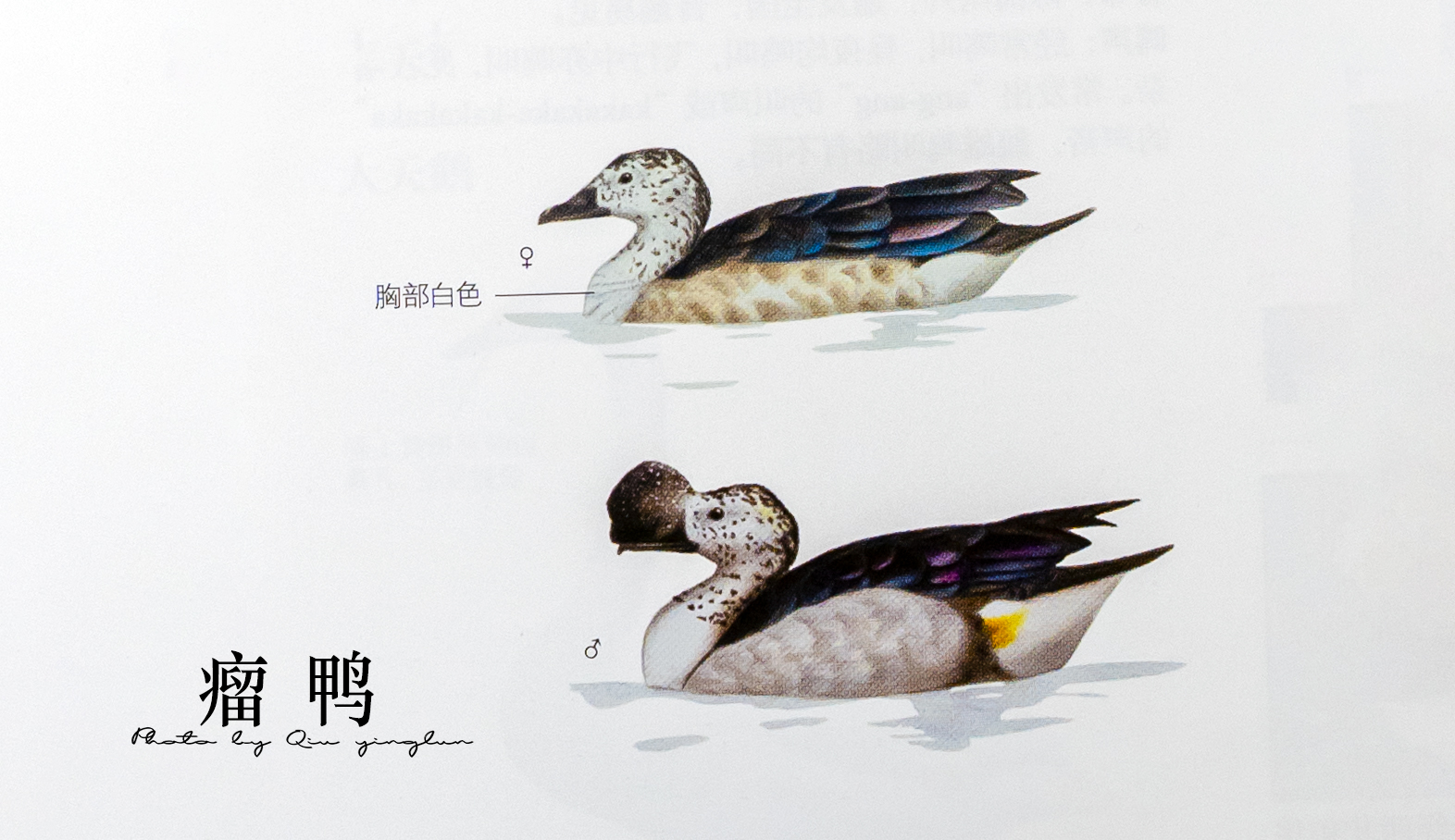 涓滄睙鎻借儨,涓滄睙鎻借儨楦熺被