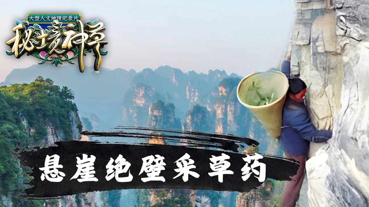 曾卖300元一斤的水果现在卖不出,真正的铁皮石斛在哪里能买得到