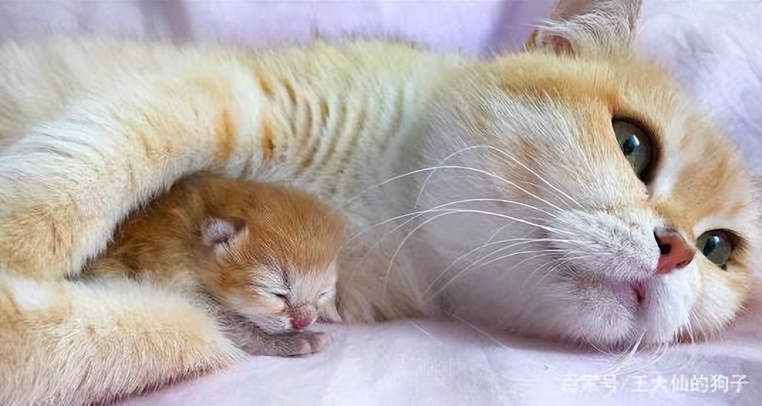 捡到流浪奶猫怎么照顾,捡到流浪小奶猫怎么办