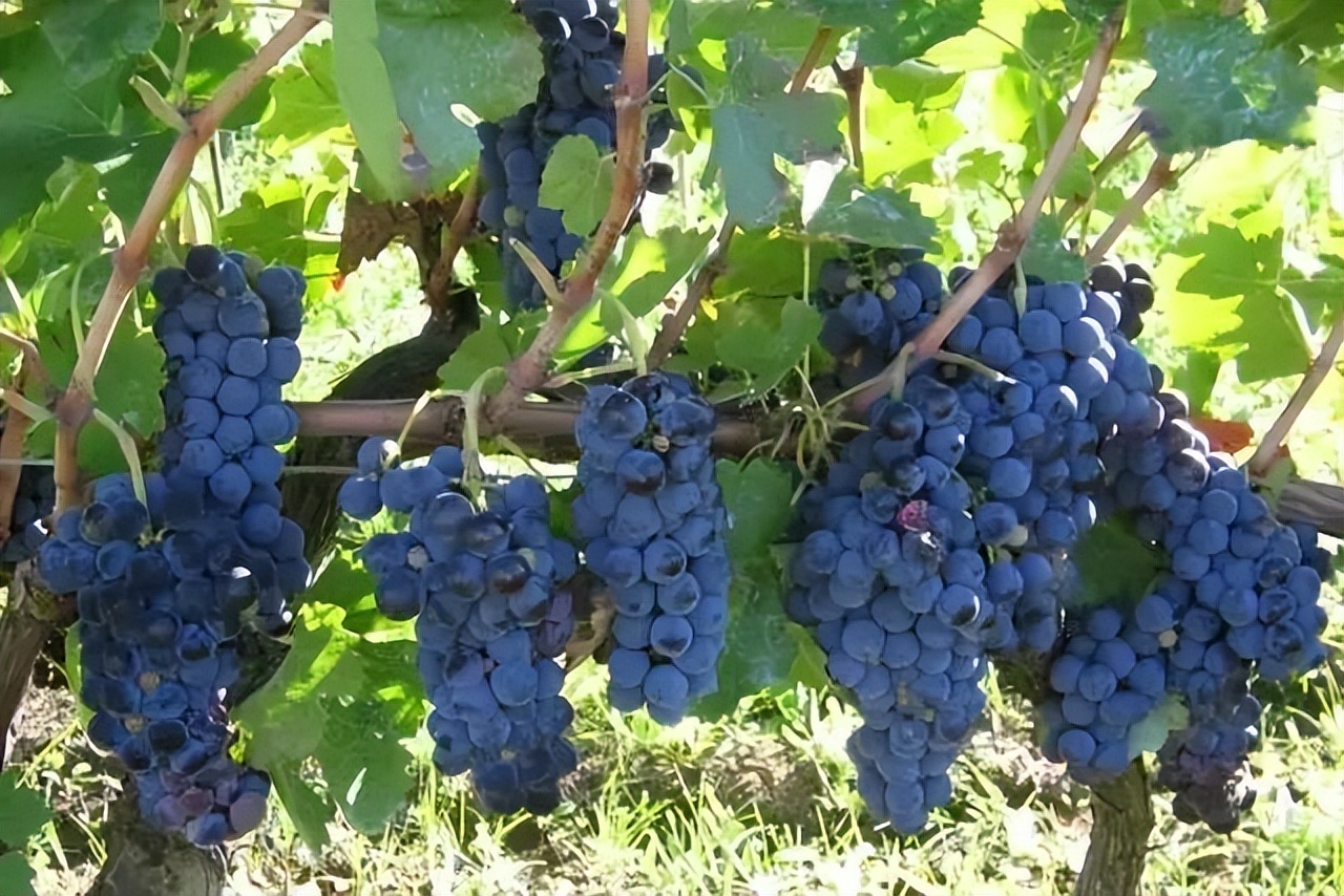 意大利葡萄酒教学视频,意大利葡萄酒做法大全