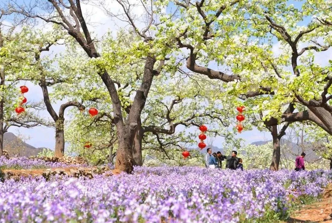 乡村振兴100讲全集,100个经典乡村振兴案例