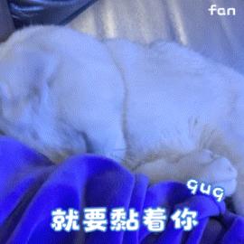 男不养猫女不养狗的表现,喜爱养猫的男人心理特征