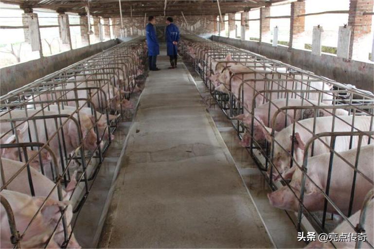 猪高热混合感染是什么原因造成的,育肥猪血虫病什么症状