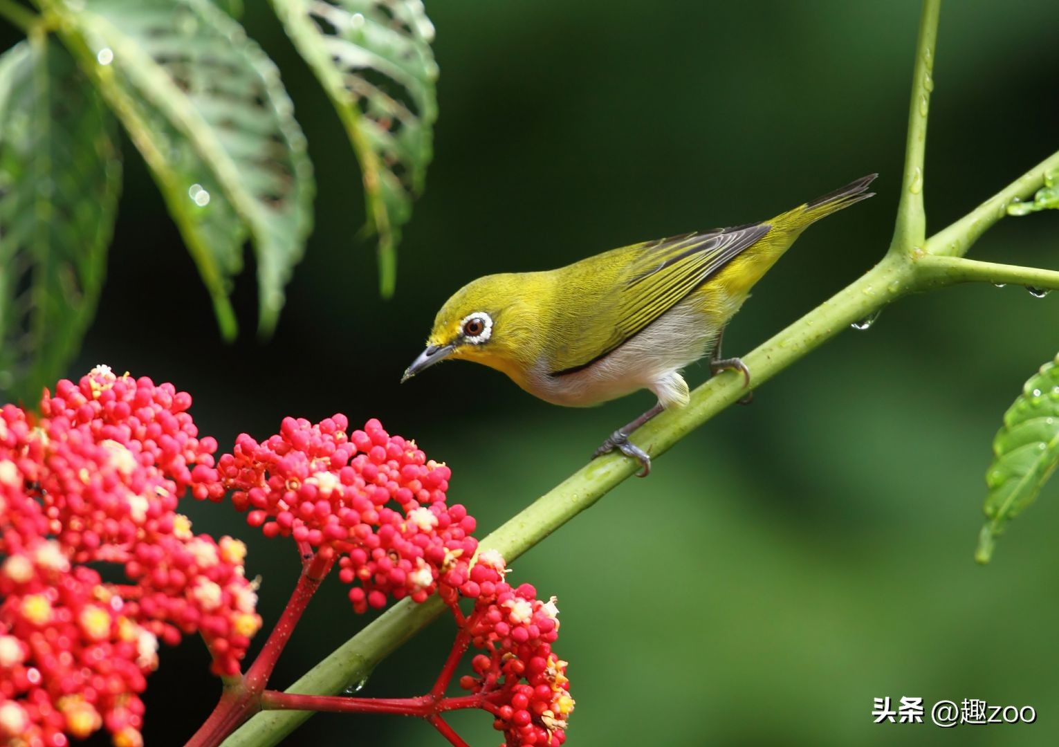 世界最珍稀七种鸟类,羽毛绿色的是什么鸟