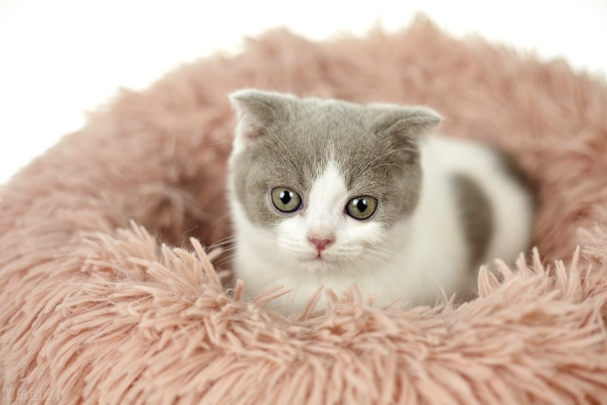 英短打喷嚏流鼻涕,英短感冒流鼻涕怎么办